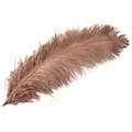 PIÓRO STRUSIE K. NUGATOWY 60CM