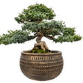 DONICZKA NISKA PŁASKA DUŻA 27CM BETONOWA NA BONSAI PARAPET KWIATY DO SALONU