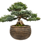 DONICZKA NISKA PŁASKA DUŻA 27CM BETONOWA NA BONSAI PARAPET KWIATY DO SALONU
