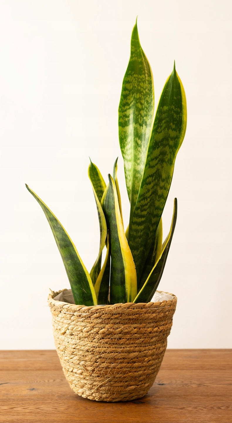 DONICA BOHO naturalna śr. 20cm