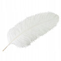 PIÓRO STRUSIE BIAŁE 60CM