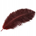 PIÓRO STRUSIE BURGUNDOWE 60CM