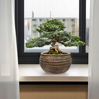 DONICZKA NISKA PŁASKA DUŻA 27CM BETONOWA NA BONSAI PARAPET KWIATY DO SALONU