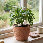 Dekoracja rośliny domowej. Na jasnym parapecie stoi duża, porowata, gliniana donica z bujną rośliną (Monstera Adansonii). Pomiędzy liśćmi widać wbite w ziemię dwa piki z małymi, białymi dyniami. Obok doniczki leży mały, skórzany notes i kubek z parującą kawą. W tle widać ogród przez okno.