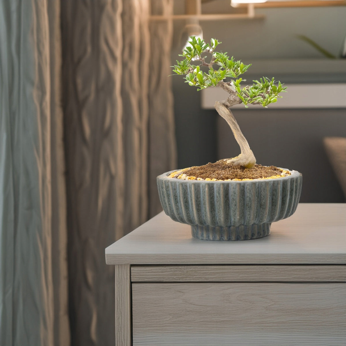 Małe drzewko bonsai posadzone w płaskiej, ceramicznej doniczce, stojące na jasnej, drewnianej komodzie. Doniczka ma prążkowaną strukturę i pokryta jest szkliwem w odcieniach zgaszonego, szarego błękitu. W tle widać zasłony i rozmyty fragment sypialni