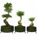 DONICZKA ZIELONA NA BONSAI 3 SZT.