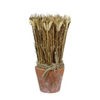 SUSZONA ROŚLINA w doniczce wys. 20cm