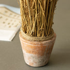 SUSZONA ROŚLINA w doniczce wys. 20cm