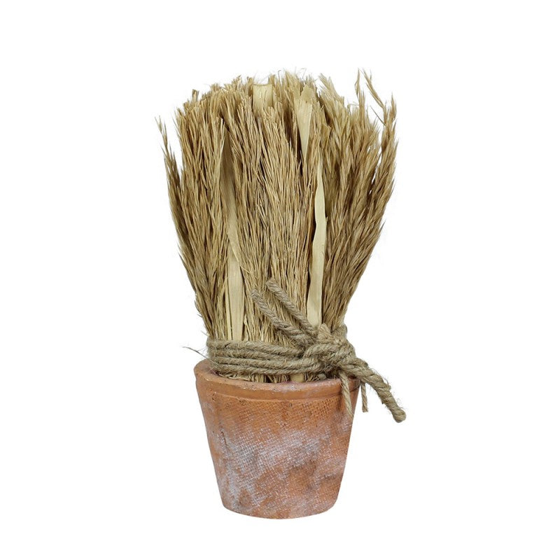 SUSZONA TRZCINA w doniczce wys. 20cm