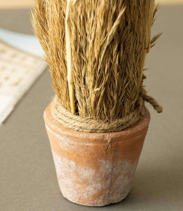 SUSZONA TRZCINA w doniczce wys. 20cm