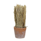 SUSZONA TRZCINA w doniczce wys. 27cm