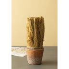 SUSZONA TRZCINA w doniczce wys. 27cm