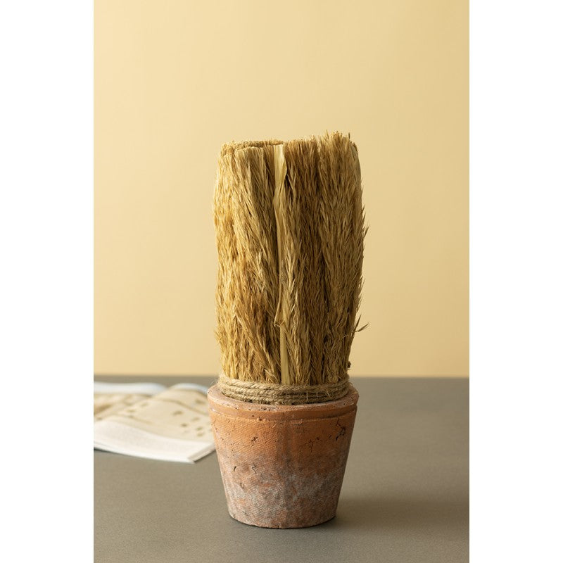 SUSZONA TRZCINA w doniczce wys. 27cm