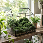 Szklane terrarium (florarium) w kształcie domku z czarną, metalową ramą, ustawione na rustykalnej, drewnianej półce lub parapecie na tle jasnego okna. Wewnątrz szklarenki ułożono gęstą kompozycję z ciemnozielonego mchu chrobotka, przypominającą miniaturowy las, usypaną na warstwie drobnych, jasnych kamyków. Wokół terrarium rosną inne rośliny doniczkowe, m.in. paproć i pnące epipremnum.