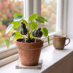 Dekoracja rośliny domowej. Na białym, lekko odrapanym drewnianym parapecie stoi stara, gliniana doniczka z rośliną doniczkową (Pilea peperomioides, potocznie zwana pieniążkiem). W ziemię obok rośliny wbite są dwa piki z małymi, ciemnozielonymi dyniami. Obok doniczki stoi ceramiczny kubek z parującym napojem, a za oknem widać jesienny krajobraz.